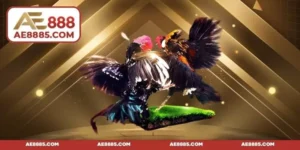 Đá gà đòn C1 - Chi tiết luật chơi cho người mới bắt đầu