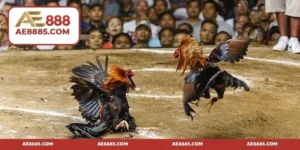 Đá gà mạng Thomo - Siêu phẩm giải trí đứng đầu xu thế