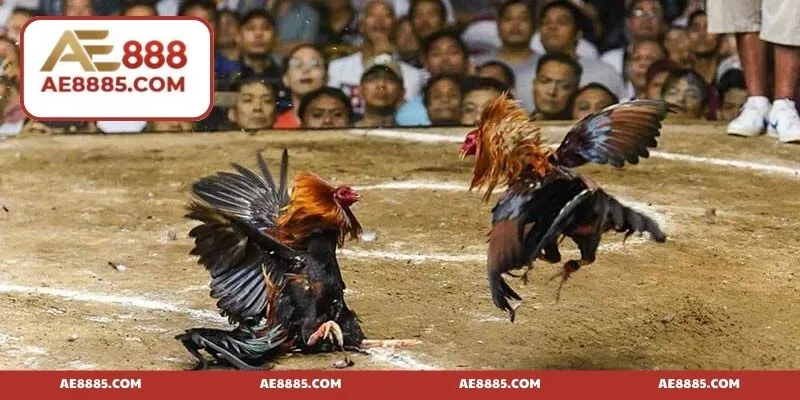 Đá gà mạng Thomo - Siêu phẩm giải trí đứng đầu xu thế