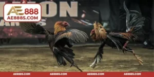 Đá gà Mộc Hóa - Sân chơi đỉnh cao cho tín đồ đam mê chọi kê