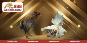 Đá gà Mỹ - Chi tiết luật chơi cho người mới bắt đầu