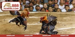 Đá gà nòi - Tất tần tật những thông tin bạn chưa biết