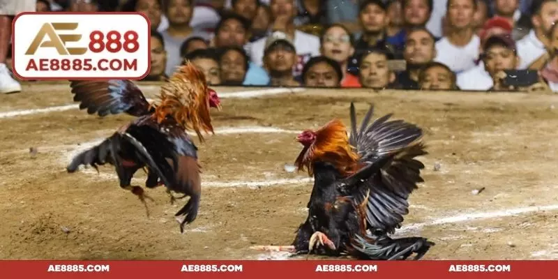 Đá gà nòi - Tất tần tật những thông tin bạn chưa biết