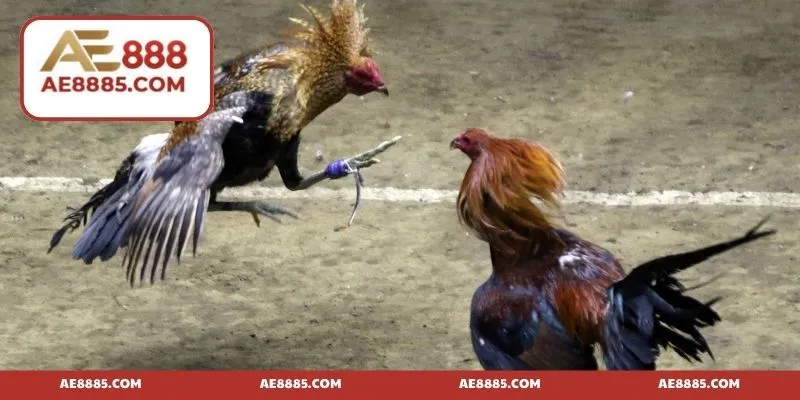 Trang đá gà uy tín - Địa điểm được yêu thích nhất 2025